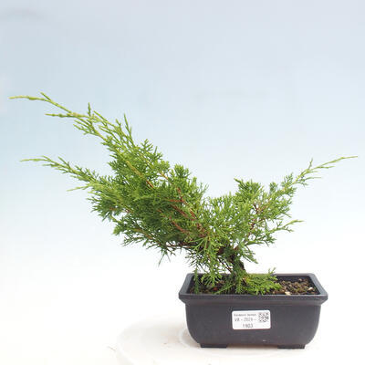 Vonkajší bonsai - Juniperus chinensis ITOIGAWA -Jalovec čínsky