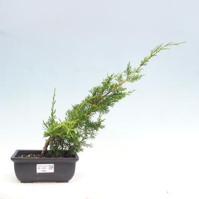 Vonkajší bonsai - Juniperus chinensis ITOIGAWA -Jalovec čínsky