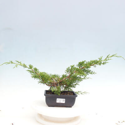 Vonkajší bonsai - Juniperus chinensis ITOIGAWA -Jalovec čínsky