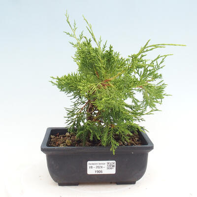 Vonkajší bonsai - Juniperus chinensis ITOIGAWA -Jalovec čínsky