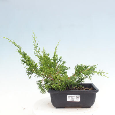 Vonkajší bonsai - Juniperus chinensis ITOIGAWA -Jalovec čínsky