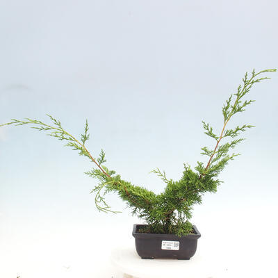 Vonkajší bonsai - Juniperus chinensis ITOIGAWA -Jalovec čínsky