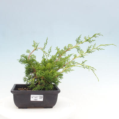 Vonkajší bonsai - Juniperus chinensis ITOIGAWA -Jalovec čínsky