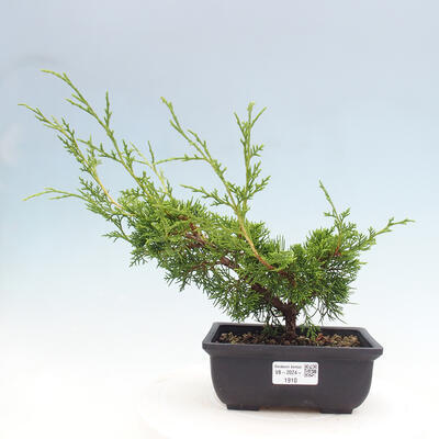 Vonkajší bonsai - Juniperus chinensis ITOIGAWA -Jalovec čínsky