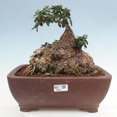 Izbová bonsai - Olea europaea sylvestris -Oliva európska drobnolistá - 1