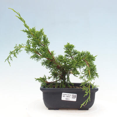 Vonkajší bonsai - Juniperus chinensis ITOIGAWA -Jalovec čínsky