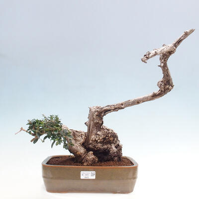 Izbová bonsai - Olea europaea sylvestris -Oliva európska drobnolistá - 1