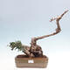 Izbová bonsai - Olea europaea sylvestris -Oliva európska drobnolistá - 1/7