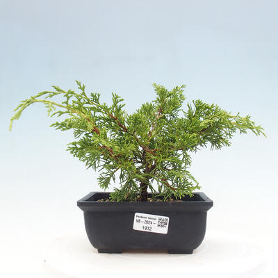 Vonkajší bonsai - Juniperus chinensis ITOIGAWA -Jalovec čínsky