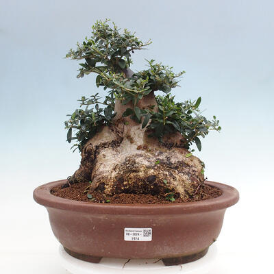 Izbová bonsai - Olea europaea sylvestris -Oliva európska drobnolistá - 1