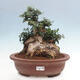 Izbová bonsai - Olea europaea sylvestris -Oliva európska drobnolistá - 1/7