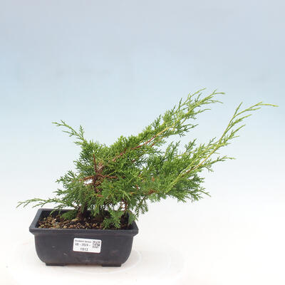 Vonkajší bonsai - Juniperus chinensis ITOIGAWA -Jalovec čínsky