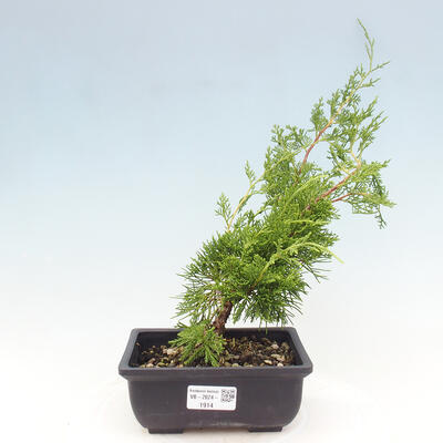 Vonkajší bonsai - Juniperus chinensis ITOIGAWA -Jalovec čínsky