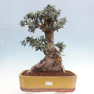 Izbová bonsai - Olea europaea sylvestris -Oliva európska drobnolistá - 1