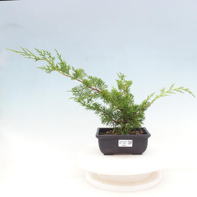 Vonkajší bonsai - Juniperus chinensis ITOIGAWA -Jalovec čínsky