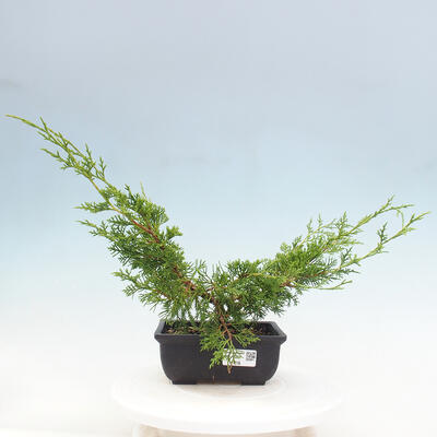 Vonkajší bonsai - Juniperus chinensis ITOIGAWA -Jalovec čínsky