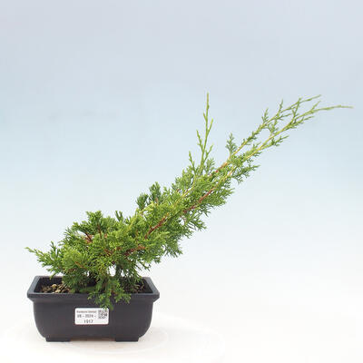 Vonkajší bonsai - Juniperus chinensis ITOIGAWA -Jalovec čínsky