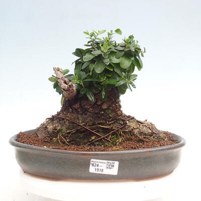 Izbová bonsai - Olea europaea sylvestris -Oliva európska drobnolistá - 1