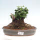 Izbová bonsai - Olea europaea sylvestris -Oliva európska drobnolistá - 1/7