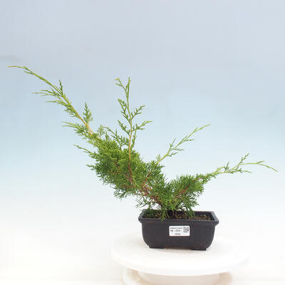 Vonkajší bonsai - Juniperus chinensis ITOIGAWA -Jalovec čínsky