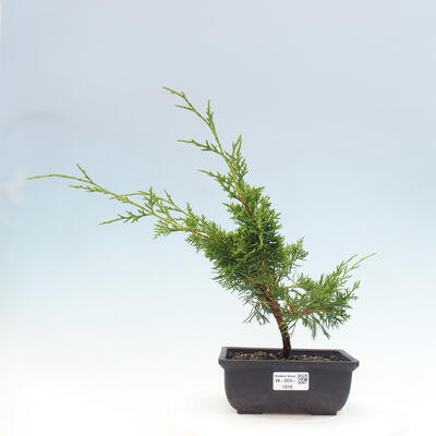 Vonkajší bonsai - Juniperus chinensis ITOIGAWA -Jalovec čínsky