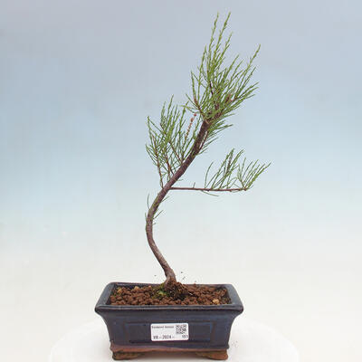 Vonkajší bonsai - Tamariška - Tamarix - 1