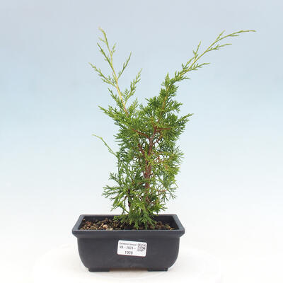 Vonkajší bonsai - Juniperus chinensis ITOIGAWA -Jalovec čínsky