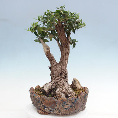 Izbová bonsai - Olea europaea sylvestris -Oliva európska drobnolistá - 1