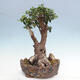 Izbová bonsai - Olea europaea sylvestris -Oliva európska drobnolistá - 1/7