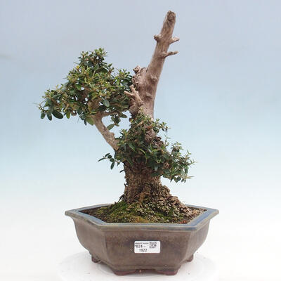 Izbová bonsai - Olea europaea sylvestris -Oliva európska drobnolistá - 1