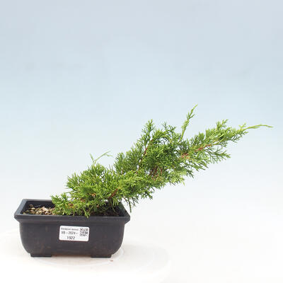 Vonkajší bonsai - Juniperus chinensis ITOIGAWA -Jalovec čínsky