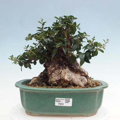 Izbová bonsai - Olea europaea sylvestris -Oliva európska drobnolistá - 1