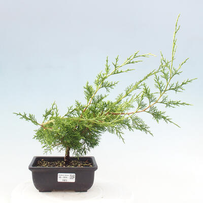 Vonkajší bonsai - Juniperus chinensis ITOIGAWA -Jalovec čínsky