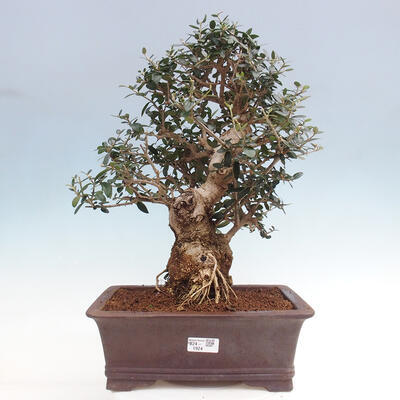 Izbová bonsai - Olea europaea sylvestris -Oliva európska drobnolistá - 1