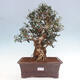 Izbová bonsai - Olea europaea sylvestris -Oliva európska drobnolistá - 1/7