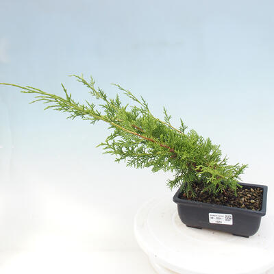 Vonkajší bonsai - Juniperus chinensis ITOIGAWA -Jalovec čínsky