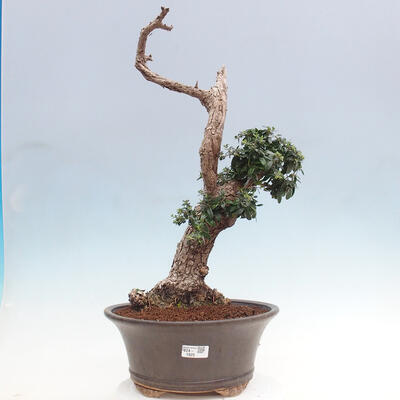 Izbová bonsai - Olea europaea sylvestris -Oliva európska drobnolistá - 1