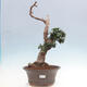 Izbová bonsai - Olea europaea sylvestris -Oliva európska drobnolistá - 1/7