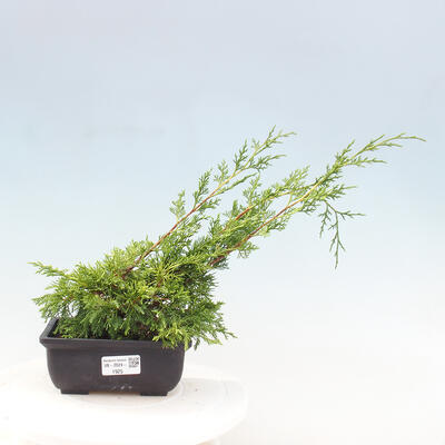 Vonkajší bonsai - Juniperus chinensis ITOIGAWA -Jalovec čínsky