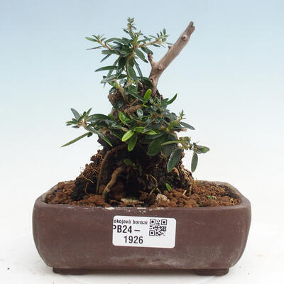 Izbová bonsai - Olea europaea sylvestris -Oliva európska drobnolistá - 1