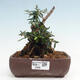 Izbová bonsai - Olea europaea sylvestris -Oliva európska drobnolistá - 1/7