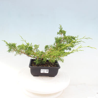 Vonkajší bonsai - Juniperus chinensis ITOIGAWA -Jalovec čínsky