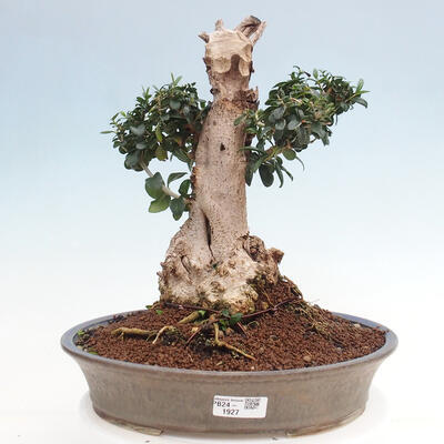 Izbová bonsai - Olea europaea sylvestris -Oliva európska drobnolistá - 1