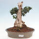 Izbová bonsai - Olea europaea sylvestris -Oliva európska drobnolistá - 1/7