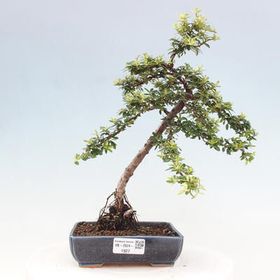 Vonkajší bonsai - Cotoneaster dám. Skogholm - Skalník - 1