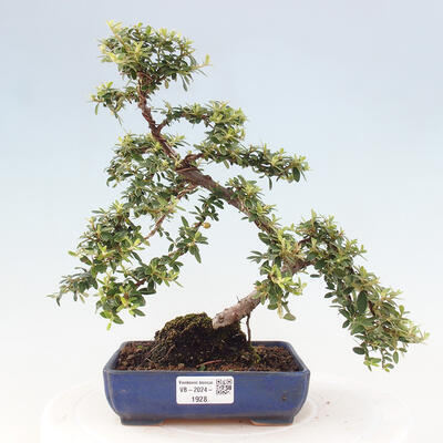 Vonkajší bonsai - Cotoneaster dám. Skogholm - Skalník - 1