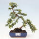 Vonkajší bonsai - Cotoneaster dám. Skogholm - Skalník - 1/6