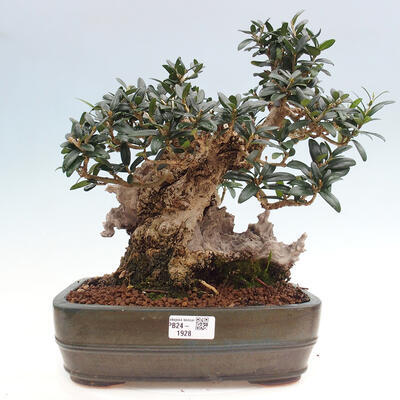 Izbová bonsai - Olea europaea sylvestris -Oliva európska drobnolistá - 1