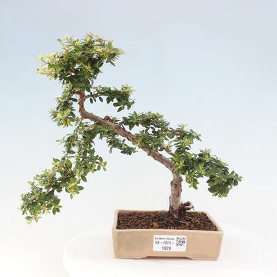 Vonkajší bonsai - Cotoneaster dám. Skogholm - Skalník - 1