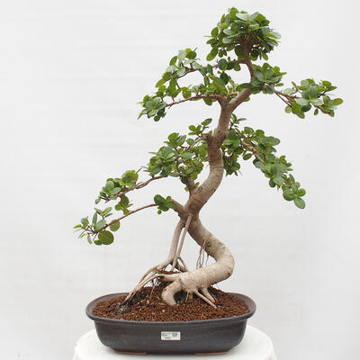 Izbová bonsai - Ficus Panda - malolistý fikus - 1